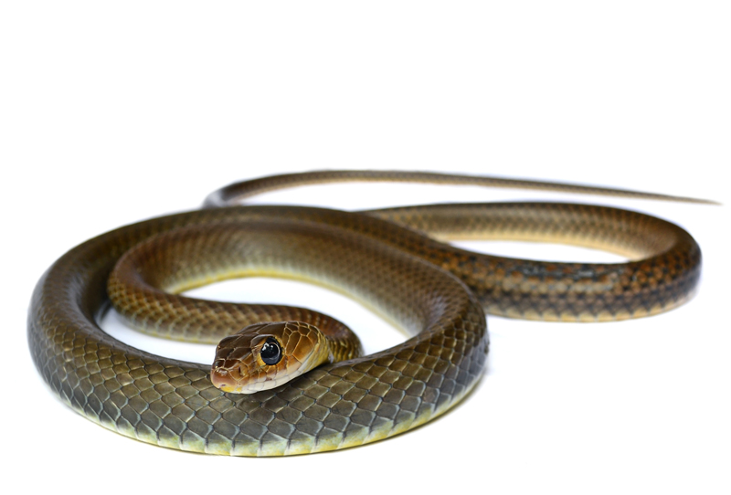 Cute snake exotic pet